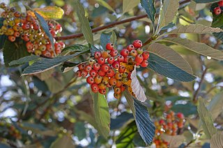 <i>Aria edulis</i> Species of tree, the type species of the whitebeams