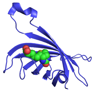 <span class="mw-page-title-main">Streptavidin</span> Protein in Streptomyces avidinii