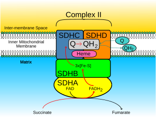 <span class="mw-page-title-main">SDHD</span> Protein-coding gene in the species Homo sapiens