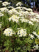 Tanacetum ferulaceum kz1.JPG