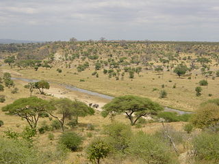 <span class="mw-page-title-main">Savanna</span> Mixed woodland-grassland ecosystem