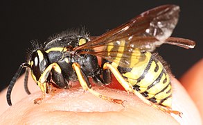 Vespula austriaca