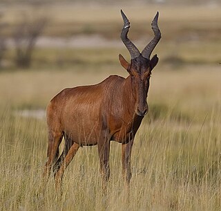 <span class="mw-page-title-main">Red hartebeest</span> Subspecies of hartebeest