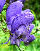 Aconitum napellus Serie tipo