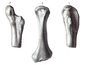 Actiosaurus gaudryi úmero (vista anterior), Sauvage (1883).