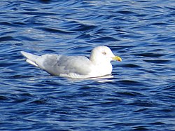 Hvidvinget måge, nominatformen Larus glaucoides glaucoides, i Northumberland, England