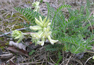 <i>Astragalus tennesseensis</i> Species of legume