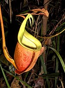 Nepenthes bicalcarata