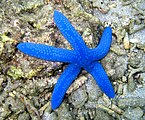 藍指海星（Linckia laevigata）