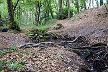 Paysage de forêt. Un ruisseau coule au milieu de l'image.