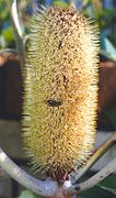 Banksia robur