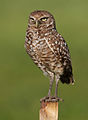 Athene cunicularia es una especie de ave americana de la familia Strigidae del orden Strigiformes. Por commons:User:Dori.