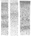 Drawings of the cerebral cortex.