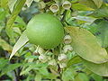 Pomelo on tree, has fruit and blossoms at the same time