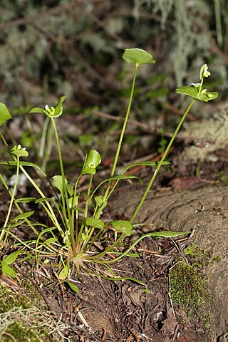 <i>Claytonia perfoliata</i> Species of edible flowering plant