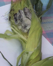 This ear of corn has been infected with Mycosarcoma maydis. Corn smut on an infected ear of corn.png