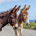 Two Karpas donkeys