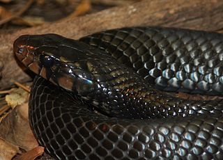 <i>Drymarchon</i> Genus of snakes