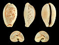 * Nomination Shell of a Dirty cowry, Erosaria spurca spurca --Llez 04:57, 2 October 2014 (UTC) * Promotion Good quality. --Cccefalon 05:13, 2 October 2014 (UTC)