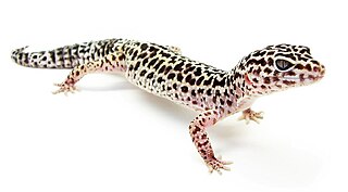 <span class="mw-page-title-main">Leopard gecko</span> Species of reptile