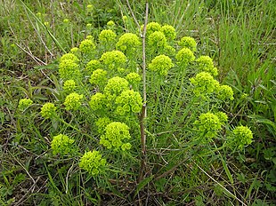 Cypresvortemælk (Euphorbia cyparissias) Foto: MdE