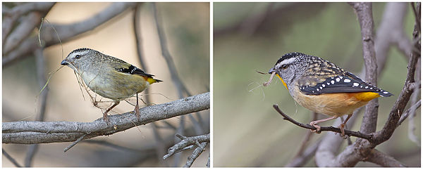 Pair of Spotted Pardalote