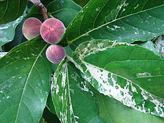 Ficus aspera