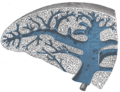 Pérangan transverse saka limpa, nuduhaké jaringan trabecular lan véna splenic lan cawang-cawangé.