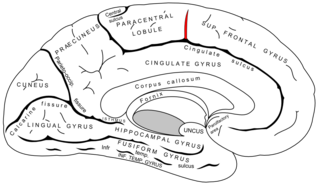 <span class="mw-page-title-main">Paracentral sulcus</span> Groove in the surface of the brain