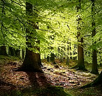 Beech trees in Grib Skov, Denmark