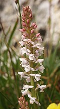 Plant in Allgäuer Alpen (Duitsland)