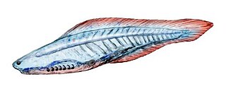 <i>Haikouichthys</i> Extinct genus of jawless fishes