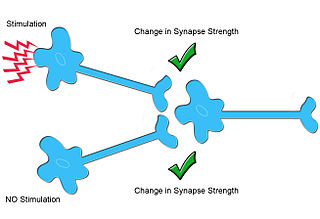 Heterosynaptic plasticity chemical synapses ability to undergo changes in strength