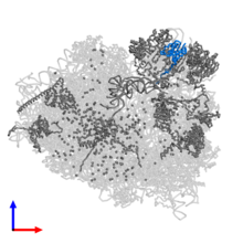 Length: 146 amino acids IMG.WIKI.png