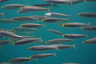 <i>Sardinops</i> Genus of fishes