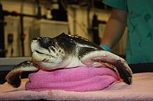 Aquarium veterinarians examine a Kemp's ridley sea turtle Kemp Ridley's at New England Aqurium (6808131849).jpg