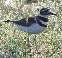 Killdeer Killdeer59.jpg