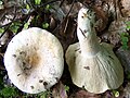 !Lactarius vellereus!