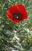 Papaver refractum