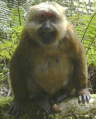 <span class="mw-page-title-main">White-cheeked macaque</span> Species of Old World monkey