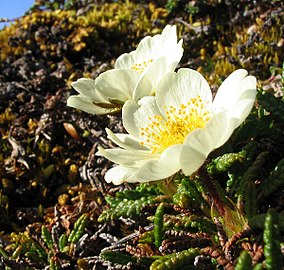 Derig (Dryas octopetala)