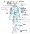 Spinal cord in the nervous system