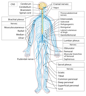 Peripheral nervous system part of the nervous system