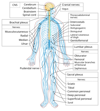 <span class="mw-page-title-main">Central nervous system disease</span> Disease of the brain or spinal cord