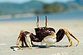 Ocypode ceratophthalmus es una especie de cangrejo fantasma de la familia Ocypodidae. Se ubican en la región del Indo-Pacífico (excepto el Mar Rojo); desde la costa de África Oriental a Filipinas y desde Japón hasta la Gran Barrera de Coral. Poseen pedúnculos oculares que se extienden hacia arriba, parecidos a unos cuernos. Por Rushenb.