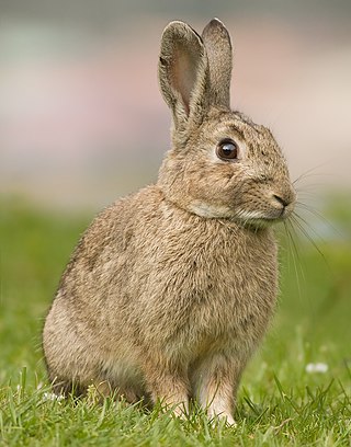 <span class="mw-page-title-main">European rabbit</span> Species of mammal