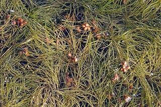 <i>Stuckenia pectinata</i> Species of aquatic plant