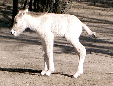 Ebeul daou zevezh