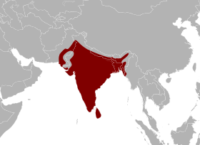 Phân bổ khu vực của trăn Ấn Độ (trăn đất, trăn đá)