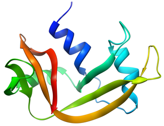 <span class="mw-page-title-main">Pancreatic ribonuclease family</span> Class of enzymes